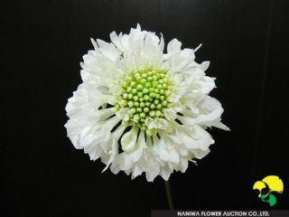 Scabiosa japonica Nana White.jpg